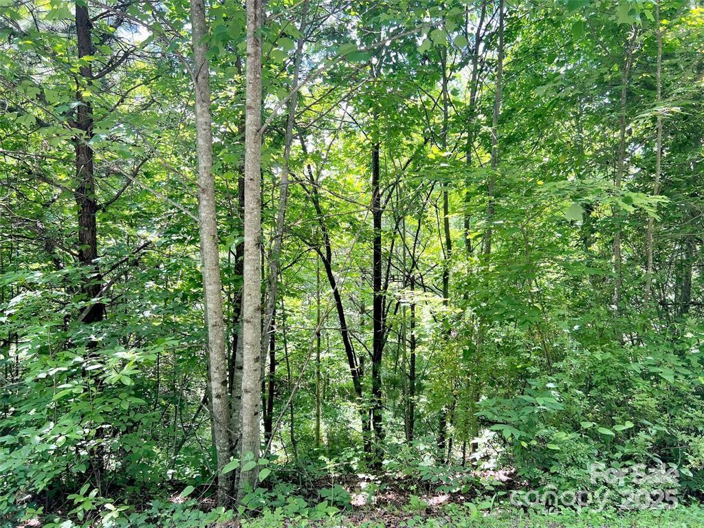 521 Signal Ridge Sylva, NC 28779 - Photo 2 of 9 a view of forest