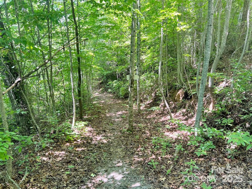 521 Signal Ridge Sylva, NC 28779 - Photo 3 of 9 a view of a forest