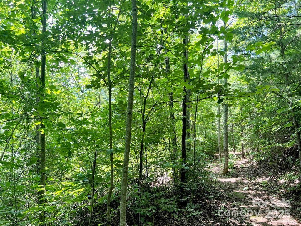 521 Signal Ridge Sylva, NC 28779 - Photo 4 of 9 a view of a lush green forest
