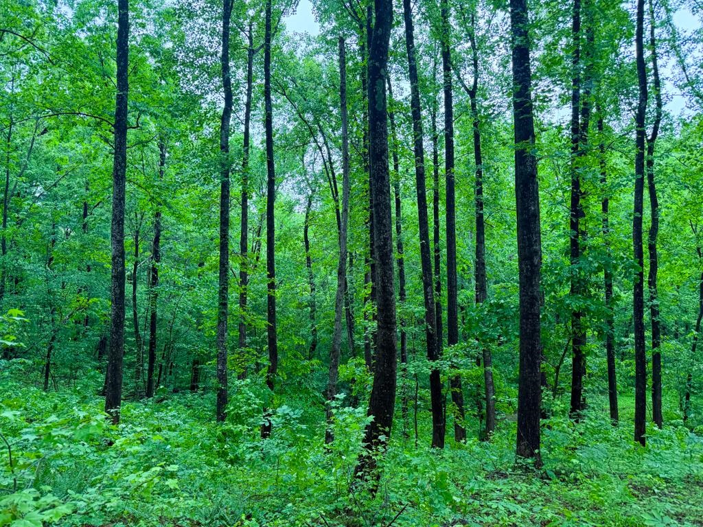 0 Poplar Grove Cemetery Road Henning, TN 38041 - Photo 19 of 40 Mature deciduous forest with dense undergrowth