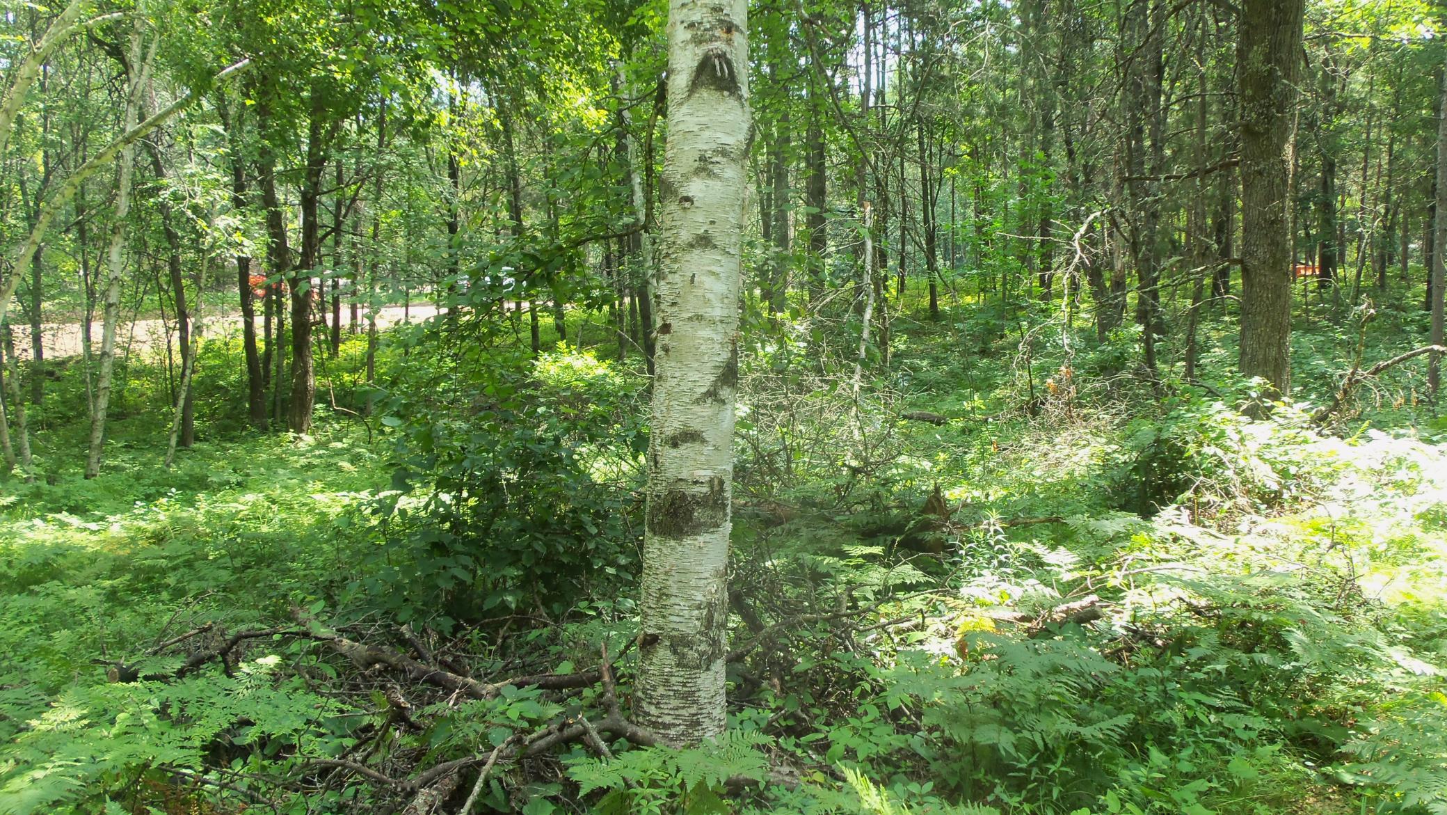 Lot 2 Birch Tree Trail Spooner, WI 54801 - Photo 12 of 14 Gallery Image 12
