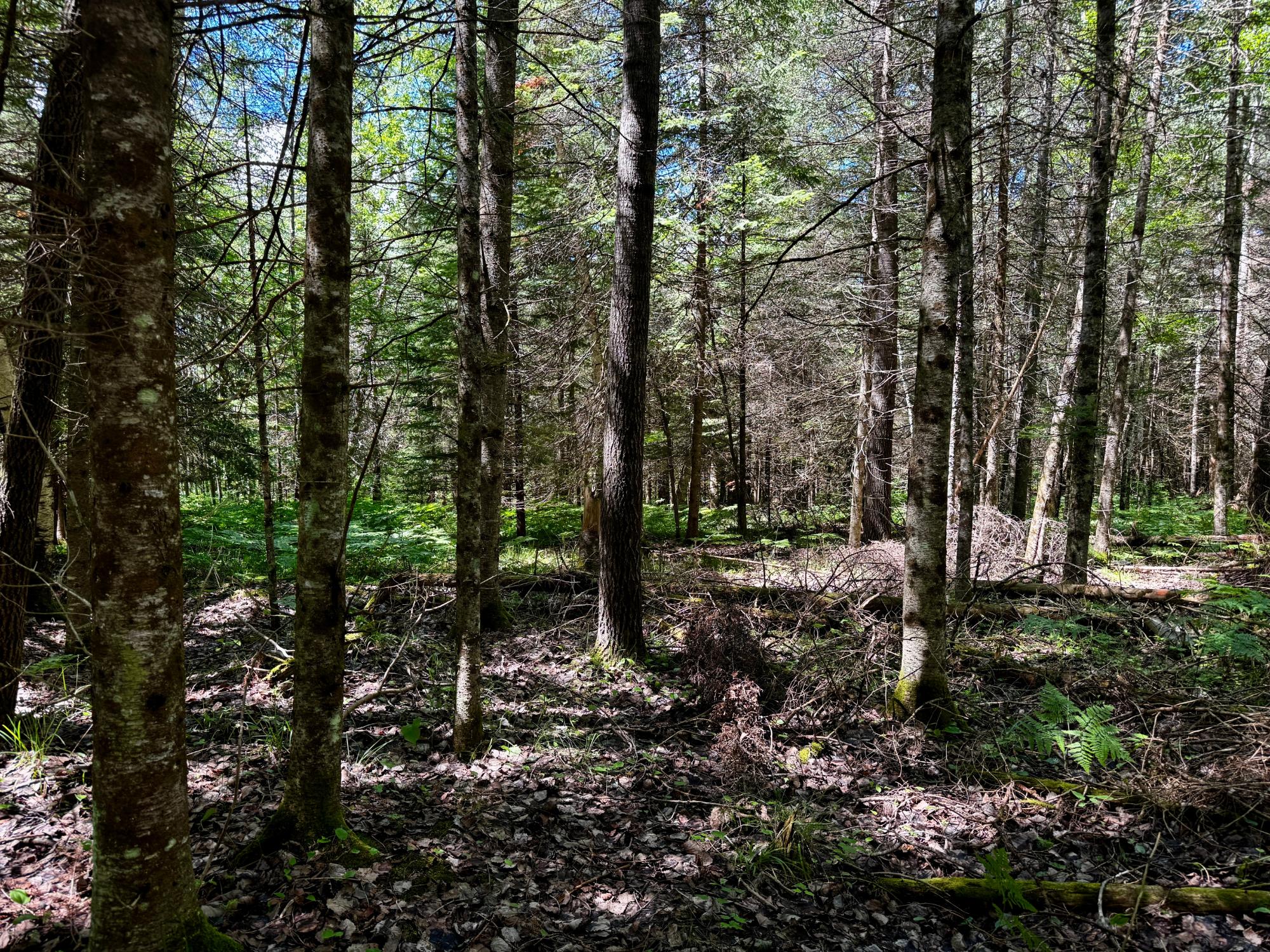 Nine Camp 9 Road Minocqua, WI 54548 - Photo 11 of 37 Gallery Image 11