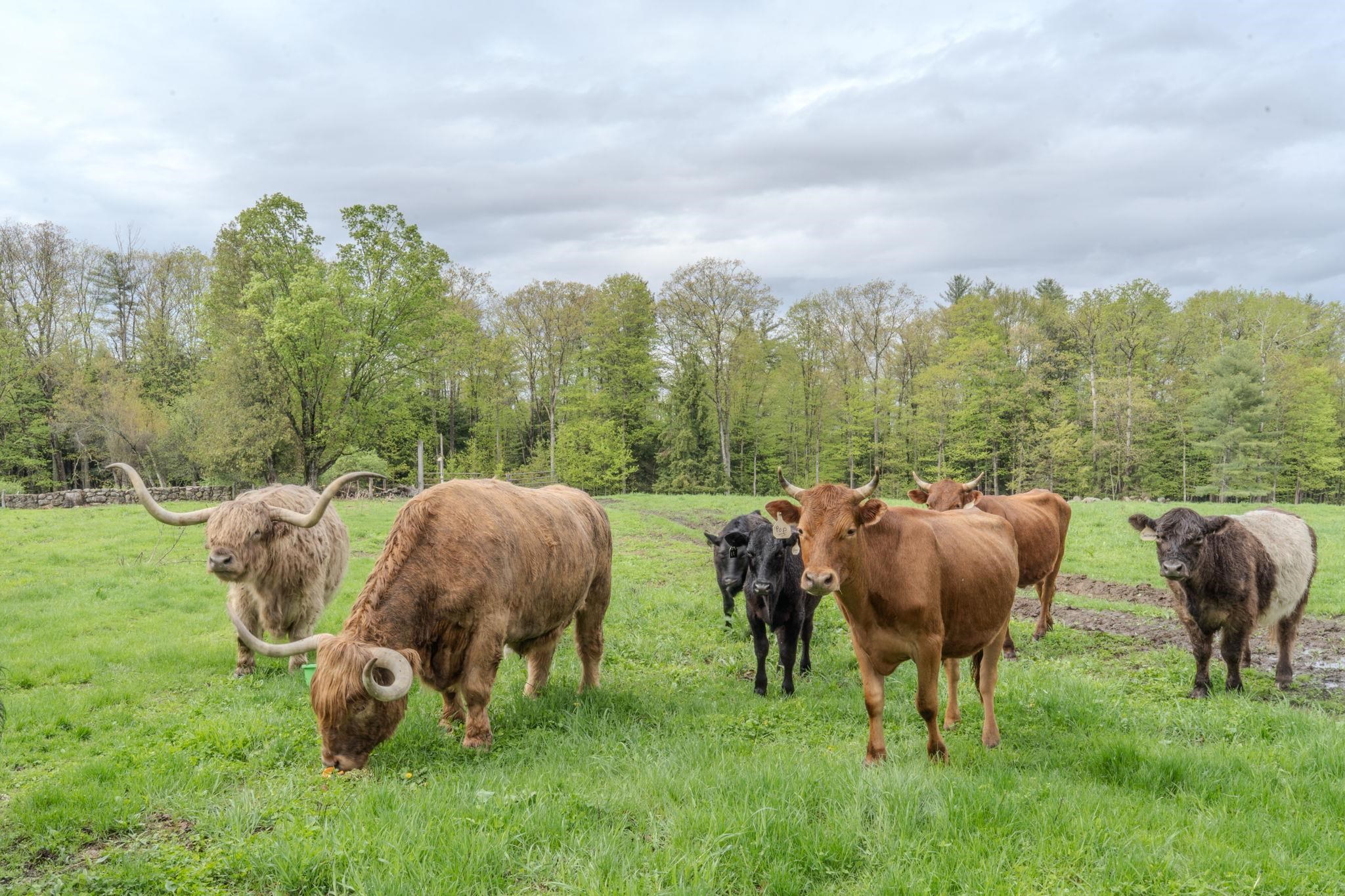 55-56 Whitehouse Road Loudon, NH 03307 - Photo 41 of 41