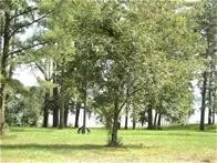 a view of a tree in front of a house