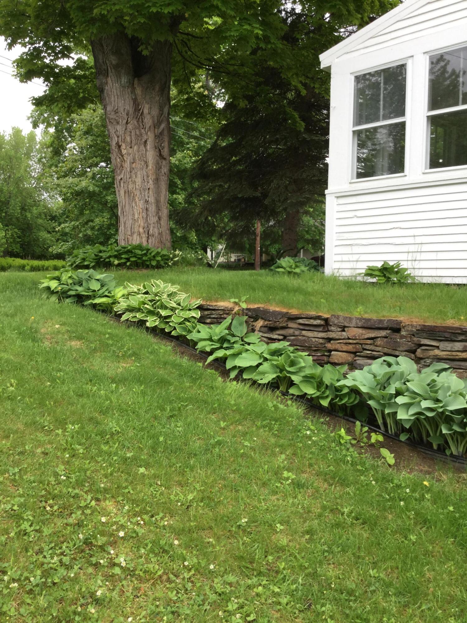 21 Salem Road Kingfield, ME 04947 - Photo 4 of 21 Lots of Hostas