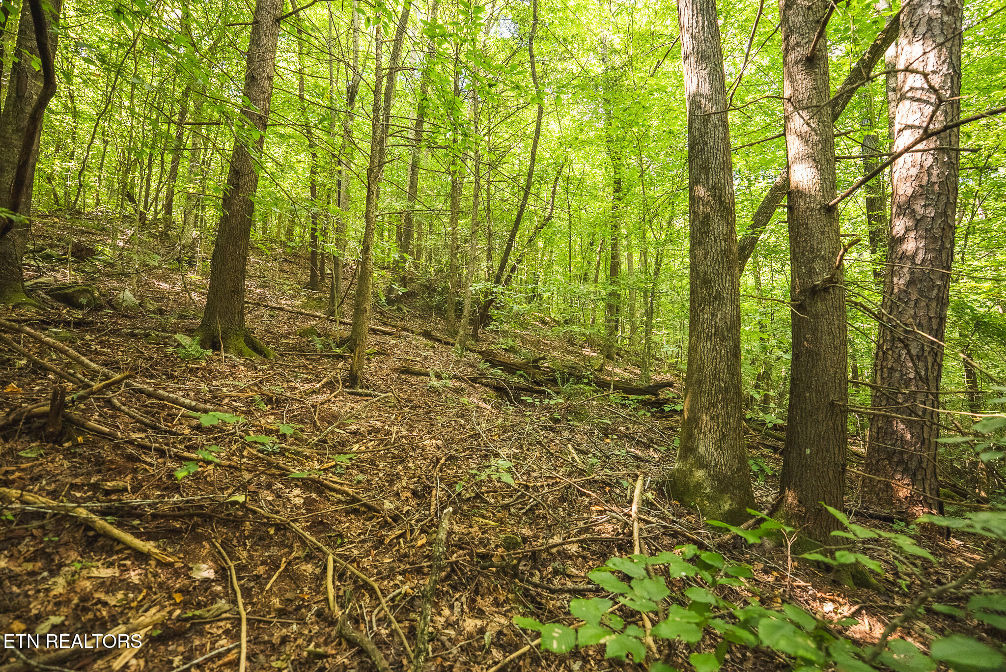 Watson Hollow Road Speedwell, TN 37870 - Photo 26 of 37 DSC03633