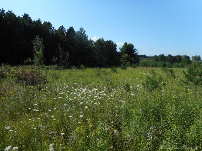 Vl Goetze Road Applegate, MI 48401 - Photo 8 of 14