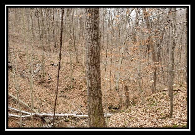 0 Pam Road New Matamoras, OH 45767 - Photo 16 of 34 Gallery Image 16