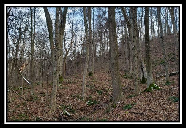 0 Pam Road New Matamoras, OH 45767 - Photo 22 of 34 Gallery Image 22