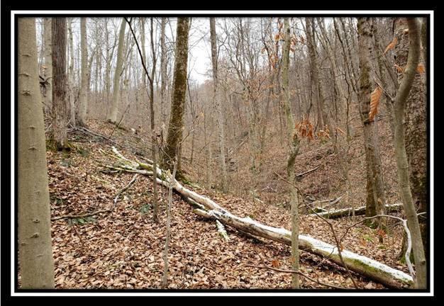 0 Pam Road New Matamoras, OH 45767 - Photo 25 of 34 Gallery Image 25