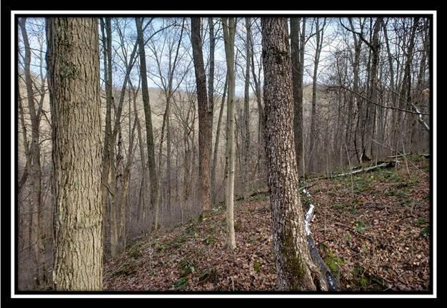 0 Pam Road New Matamoras, OH 45767 - Photo 29 of 34 Gallery Image 29