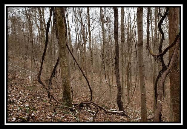 0 Pam Road New Matamoras, OH 45767 - Photo 7 of 34 Gallery Image 7