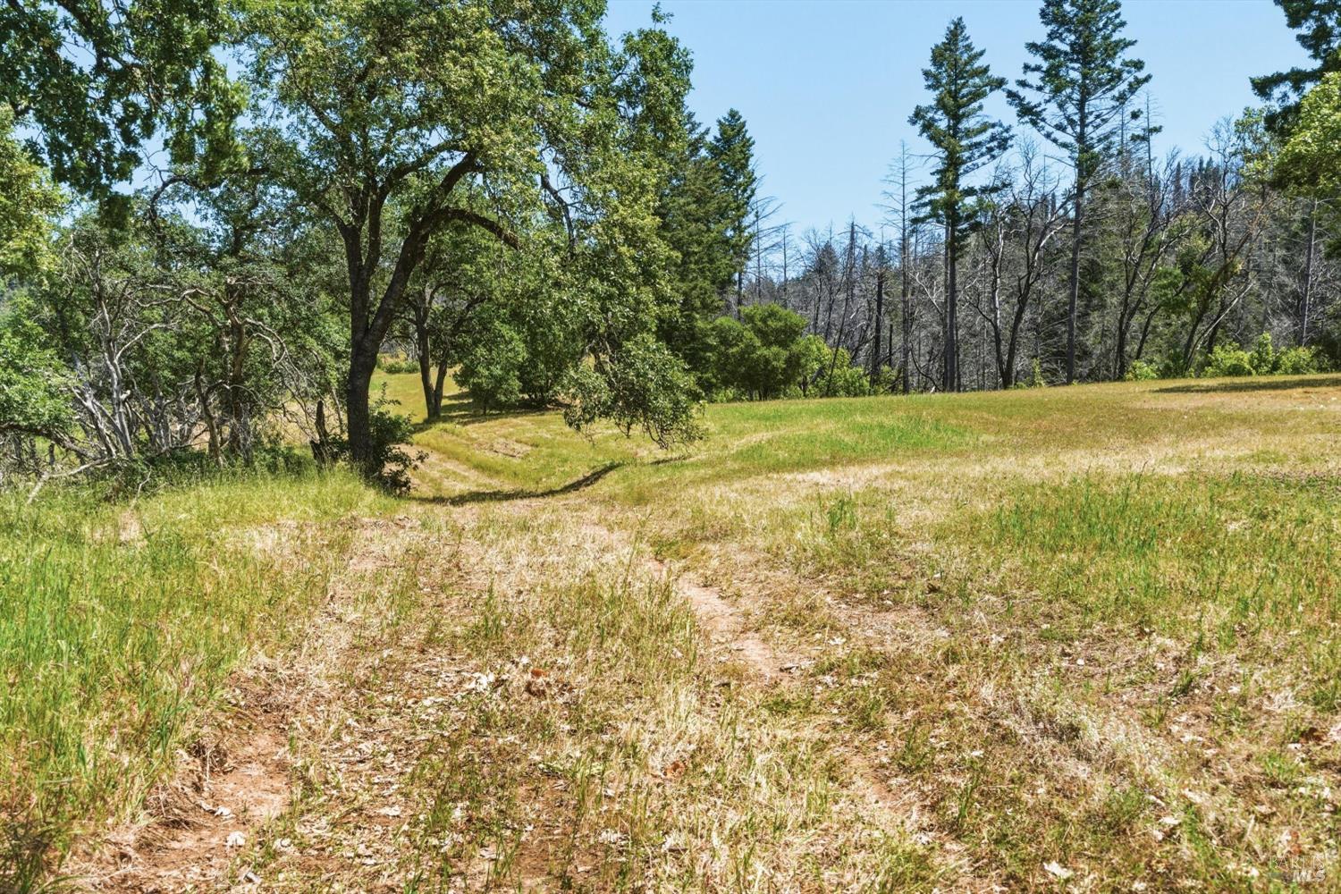 3444 Chicken Ridge Road Healdsburg, CA 95448 - Photo 20 of 21 a view of a yard with large trees