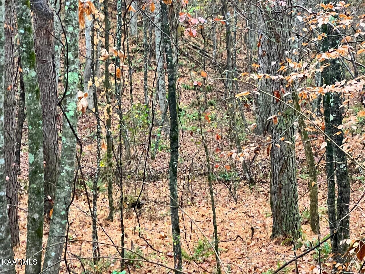 Lot 1 Butler Road Decatur, TN 37322 - Photo 9 of 10 BR8