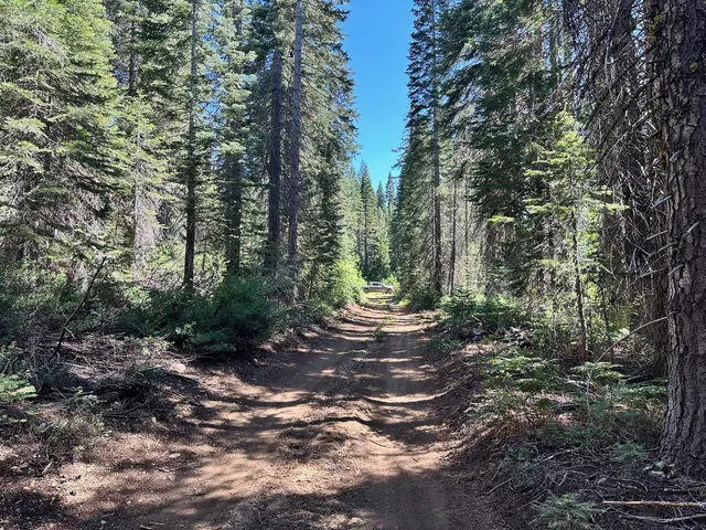 a view of a forest with trees