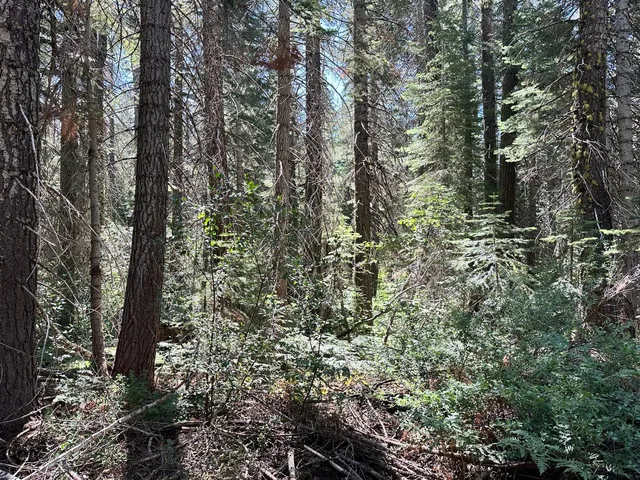 a view of a forest with trees in front of it