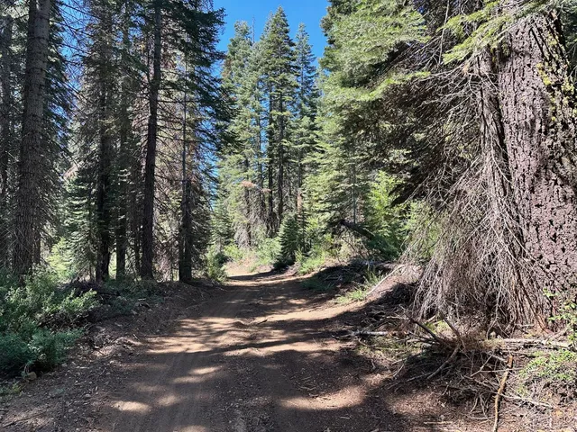 a view of a trees in a yard