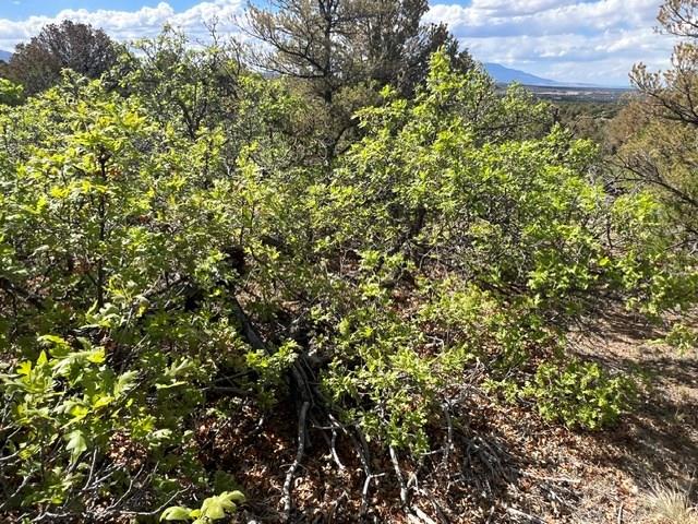 96 River Ridge Trail Walsenburg, CO 81089 - Photo 9 of 28
