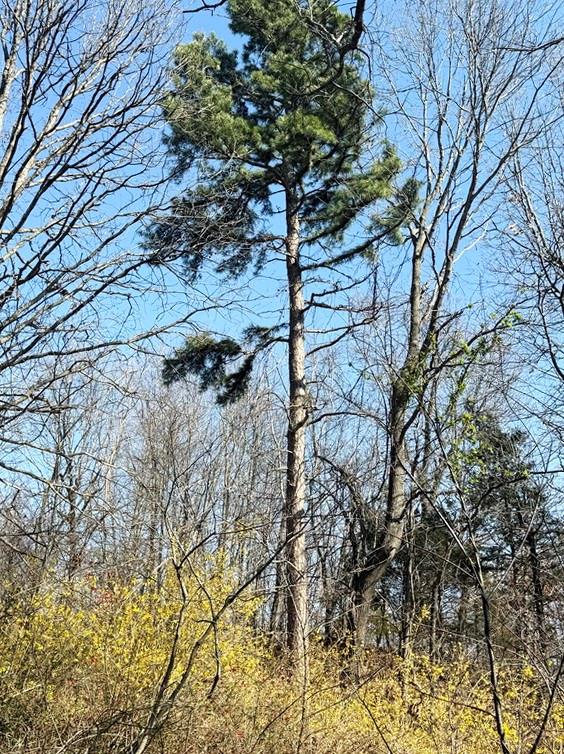 7550 East 50th Road El Dorado Springs, MO 64744 - Photo 7 of 11