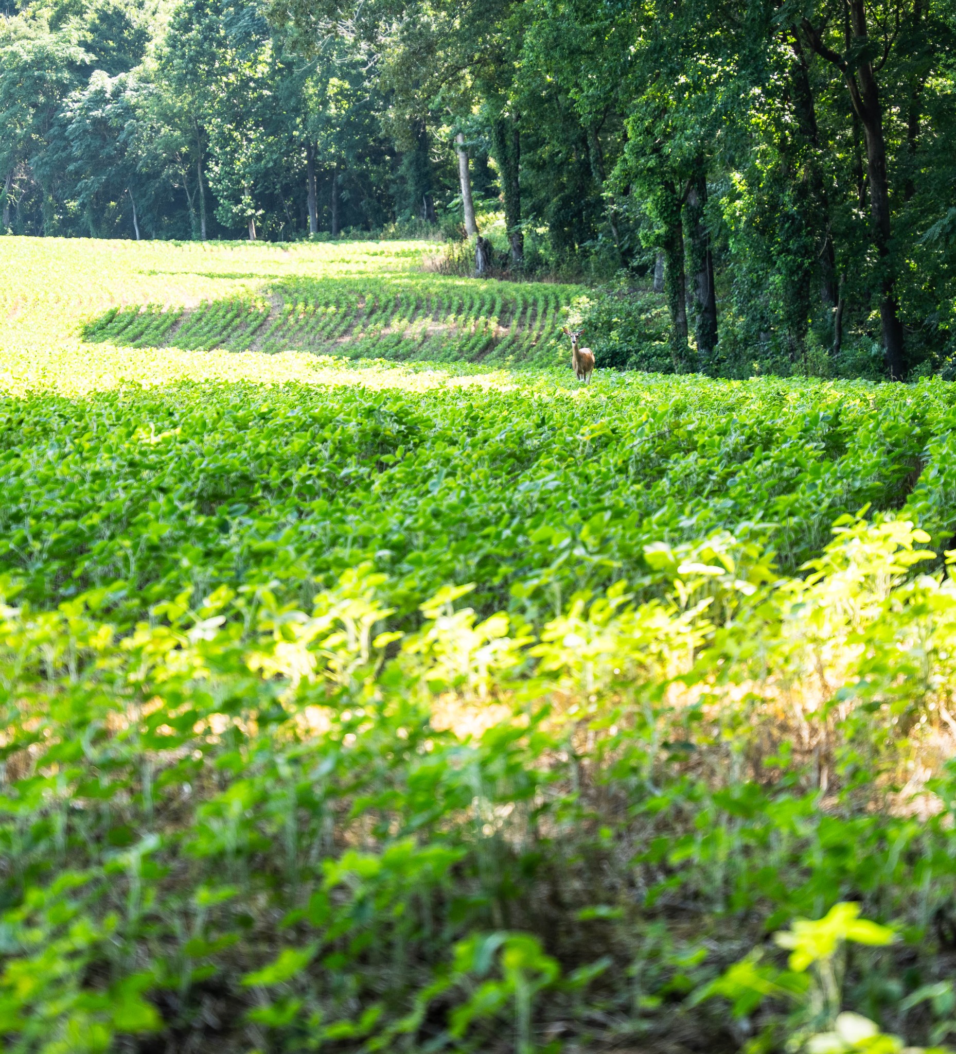 431 Brown Road Paris, TN 38242 - Photo 27 of 36 Gallery Image 27