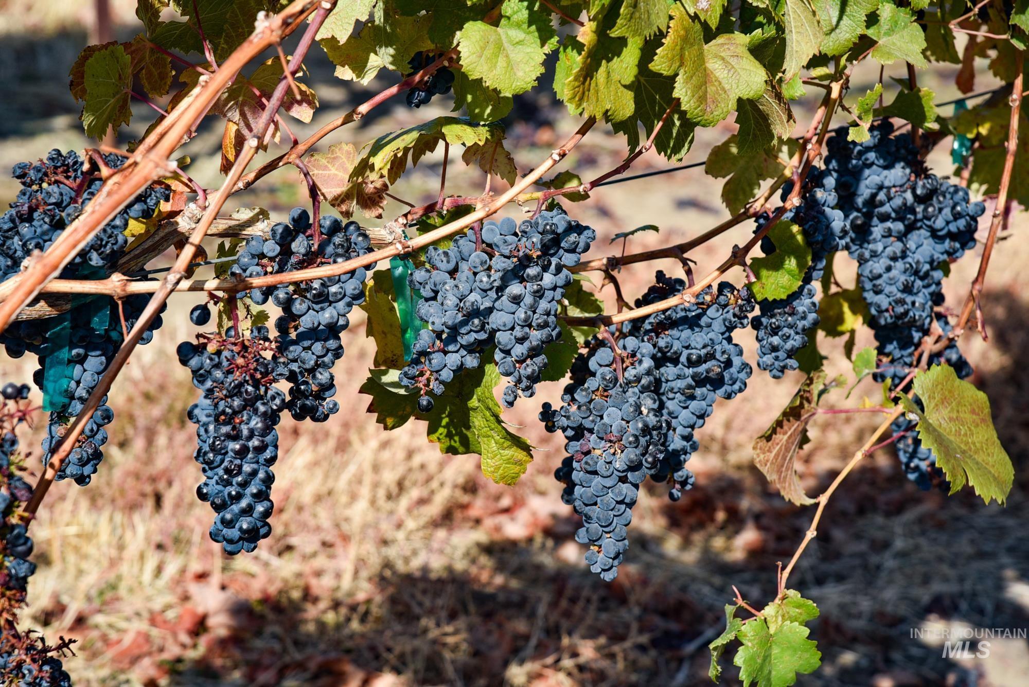 73809 Rattlesnake Road Arlington, OR 97812 - Photo 13 of 13 Exterior view
