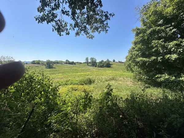 a view of a field with plants and trees