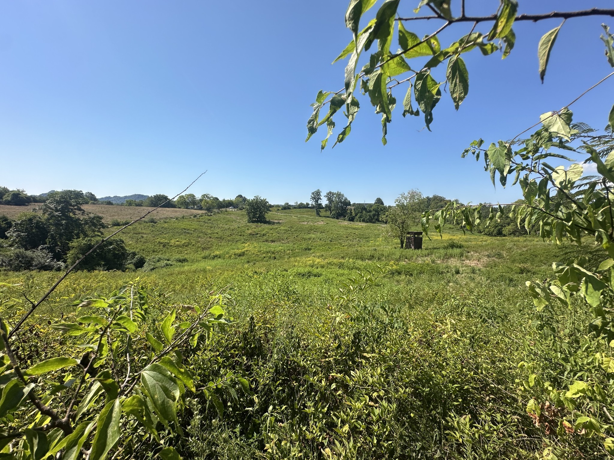 0 McClures Bend Lane Carthage, TN 37030 - Photo 22 of 30 a view of a field with plants and trees