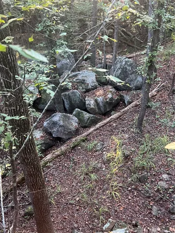 a view of a yard with plants and large tree