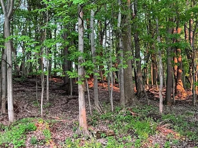 a backyard of a house with lots of green space