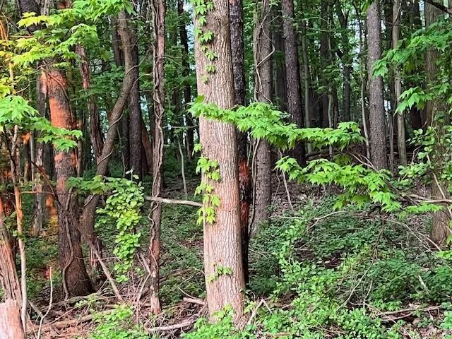 a plant that is in a garden