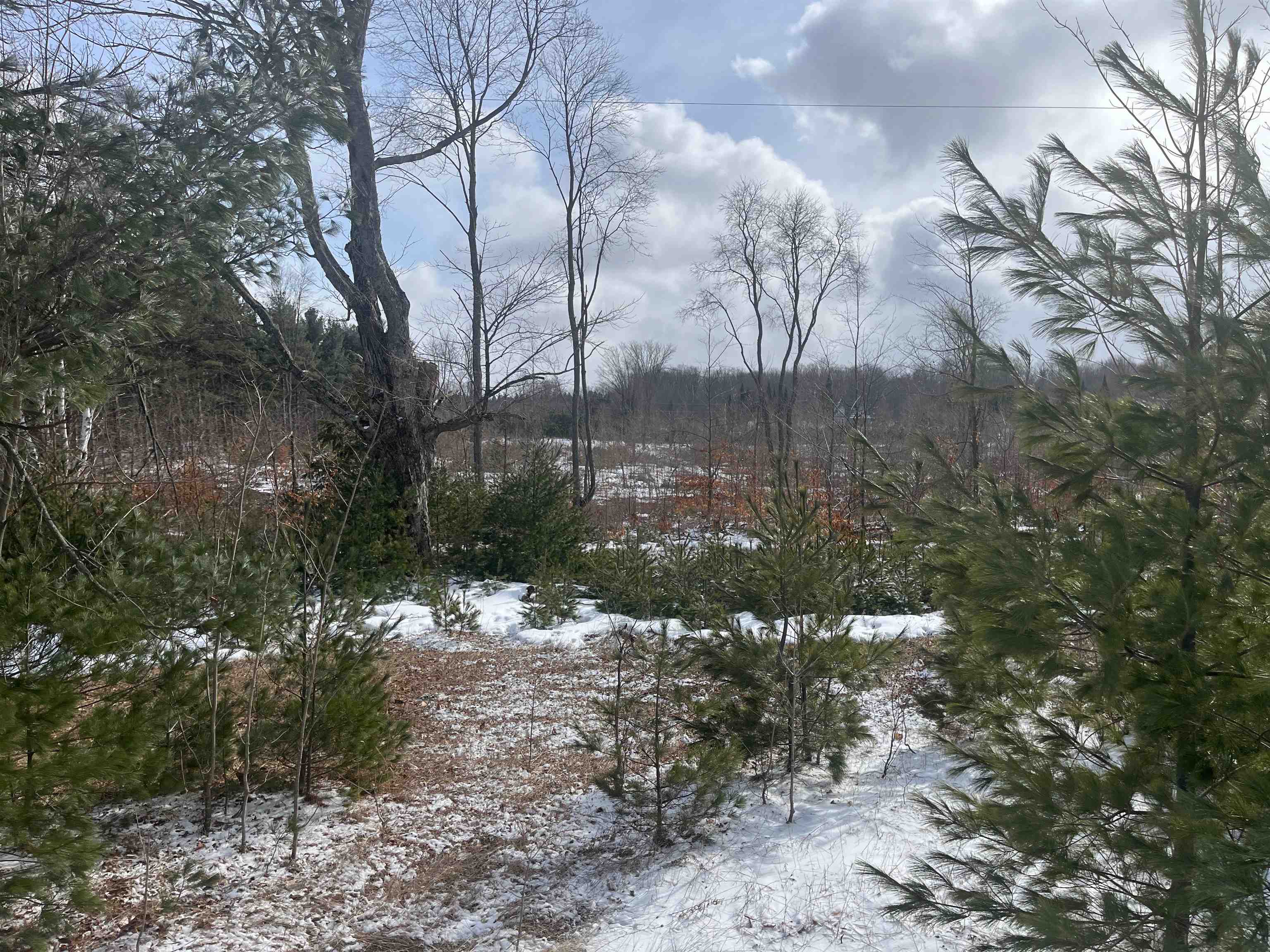 4 King Road, Unit LOT: 4 Benzonia, MI 49616 - Photo 7 of 12
