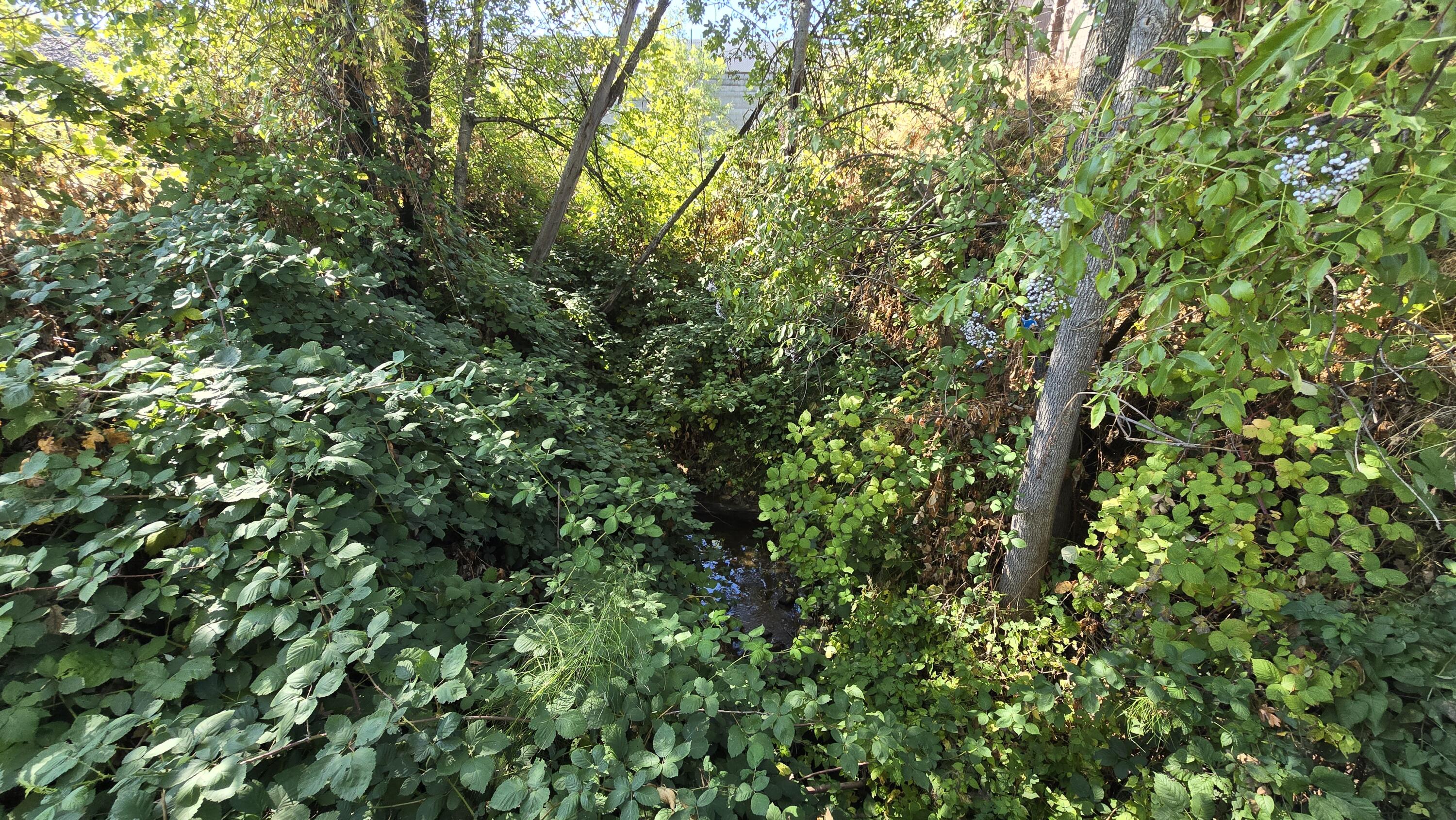 488 Crowson Road Ashland, OR 97520 - Photo 27 of 30 a view of a lush green forest