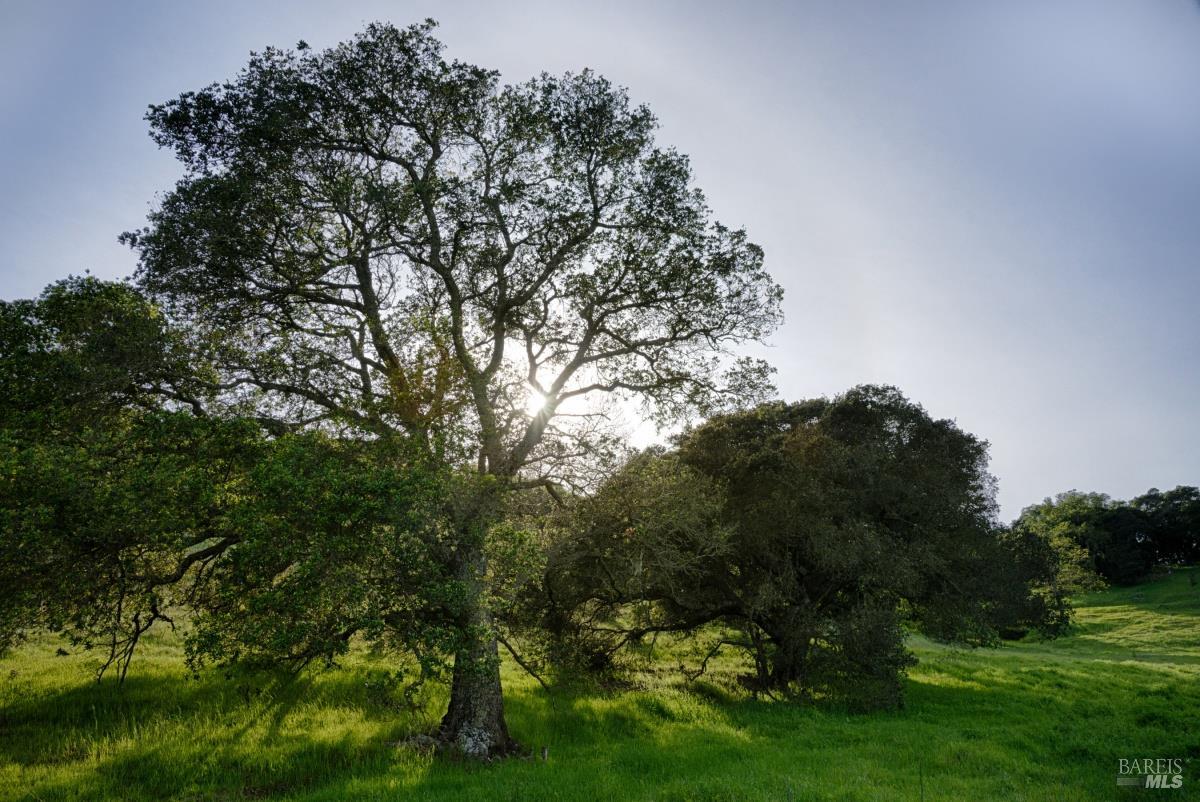 202 Mariner Way Novato, CA 94945 - Photo 27 of 27 a view of a garden with a tree