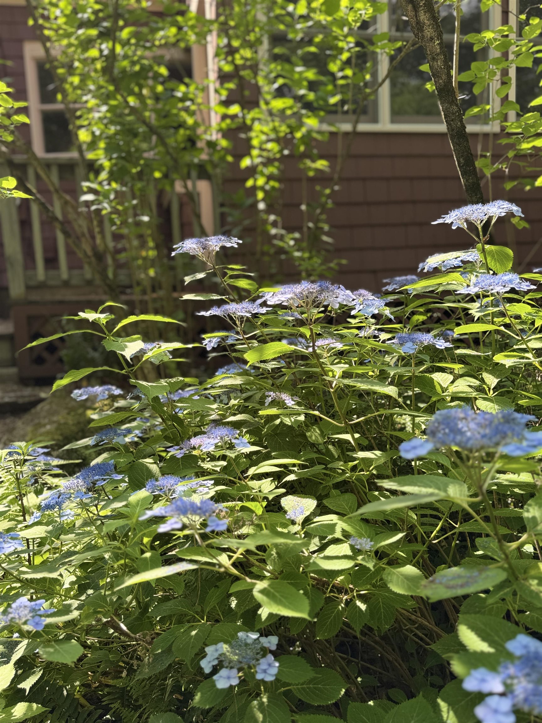 44 Neighbors Row Conway, NH 03860 - Photo 47 of 54