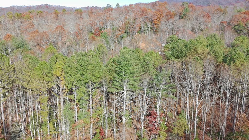 2 Mr Bert Road Hiawassee, GA 30546 - Photo 7 of 11 a view of a lush green forest with trees and a wooden fence