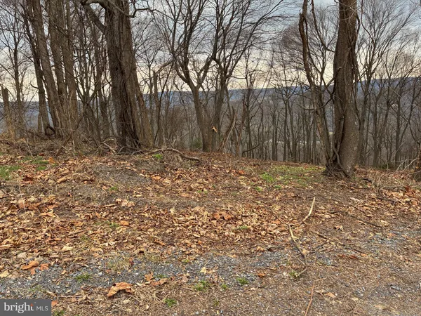 a view of backyard with tree