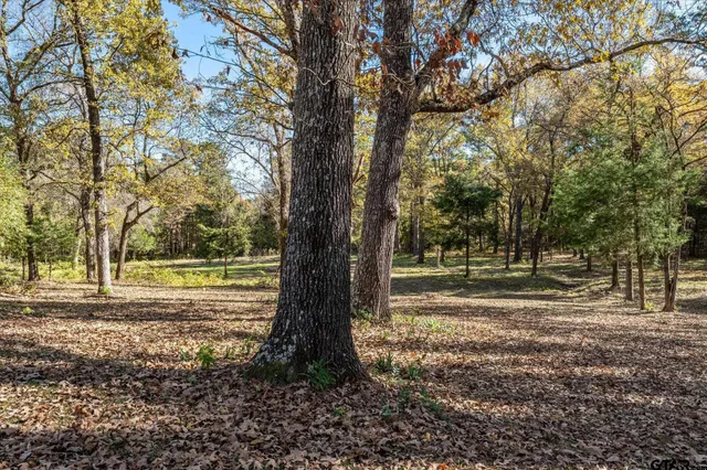 a view of a yard with a tree