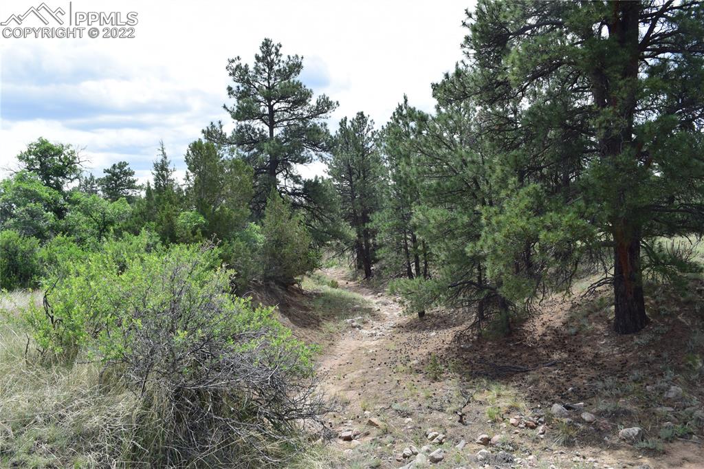 3311 County Road 103 Florence, CO 81226 - Photo 47 of 50 a view of a forest with trees in the background