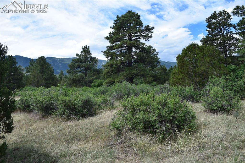 3311 County Road 103 Florence, CO 81226 - Photo 49 of 50 a view of a covered with trees in the background