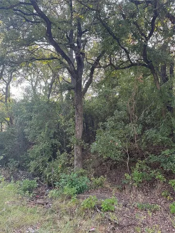 a view of a forest that has large trees