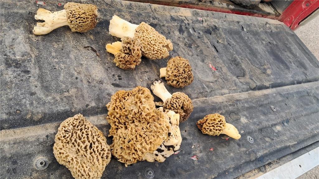 10464 Highway 18 Butler, MO 64730 - Photo 12 of 17