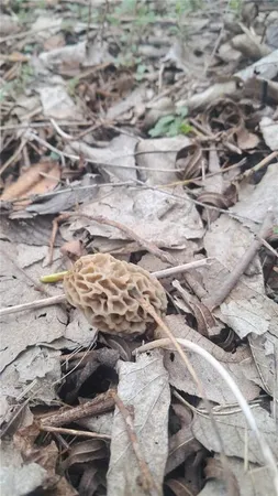 $90,000 | 10464 Highway 18, Butler, MO 64730