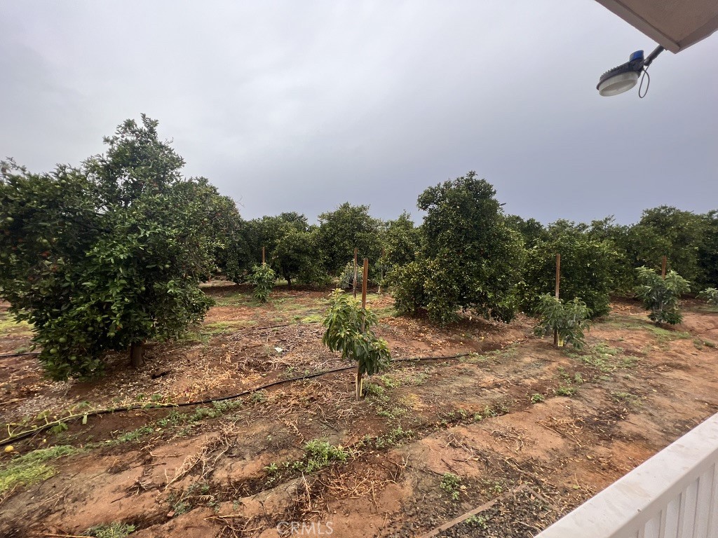 8715 Dufferin Avenue Riverside, CA 92504 - Photo 24 of 27 a view of a yard with a tree