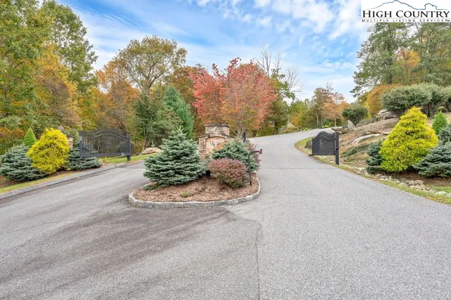 a view of a yard with plants and large trees