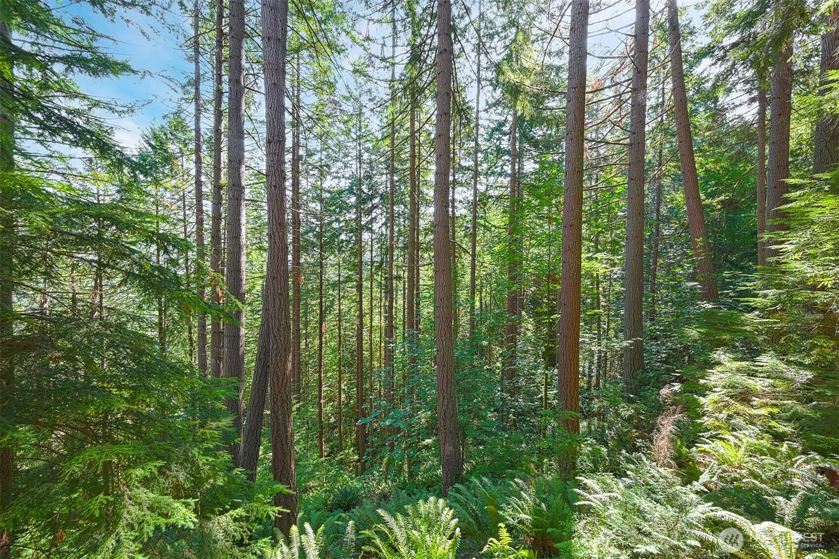 14 Gooseberry Circle Bellingham, WA 98229 - Photo 27 of 40 a view of a forest