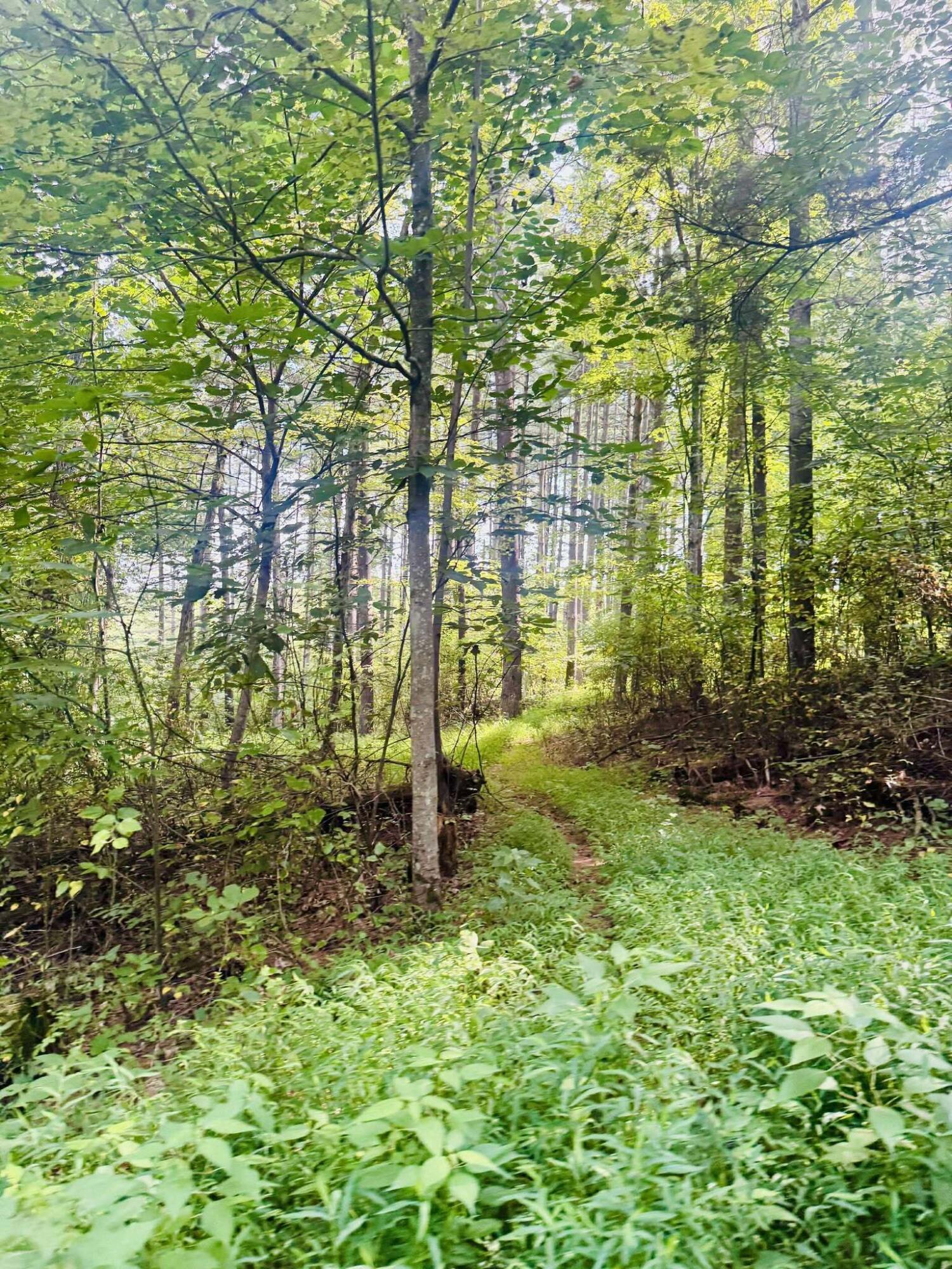 35420 Hanson Road Beverly, OH 45715 - Photo 18 of 64 Trails/Woods
