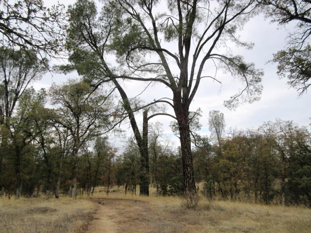 Two Two Feathers Road Cottonwood, CA 96022 - Photo 13 of 21 IMG_1287