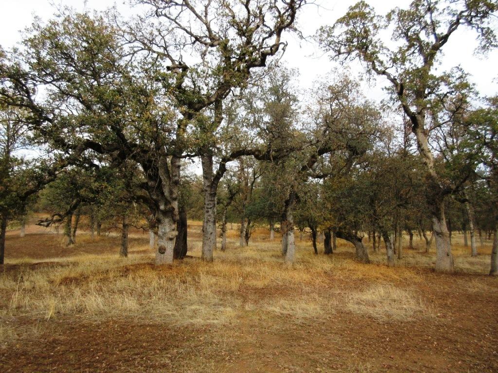 Two Two Feathers Road Cottonwood, CA 96022 - Photo 15 of 21 IMG_1271