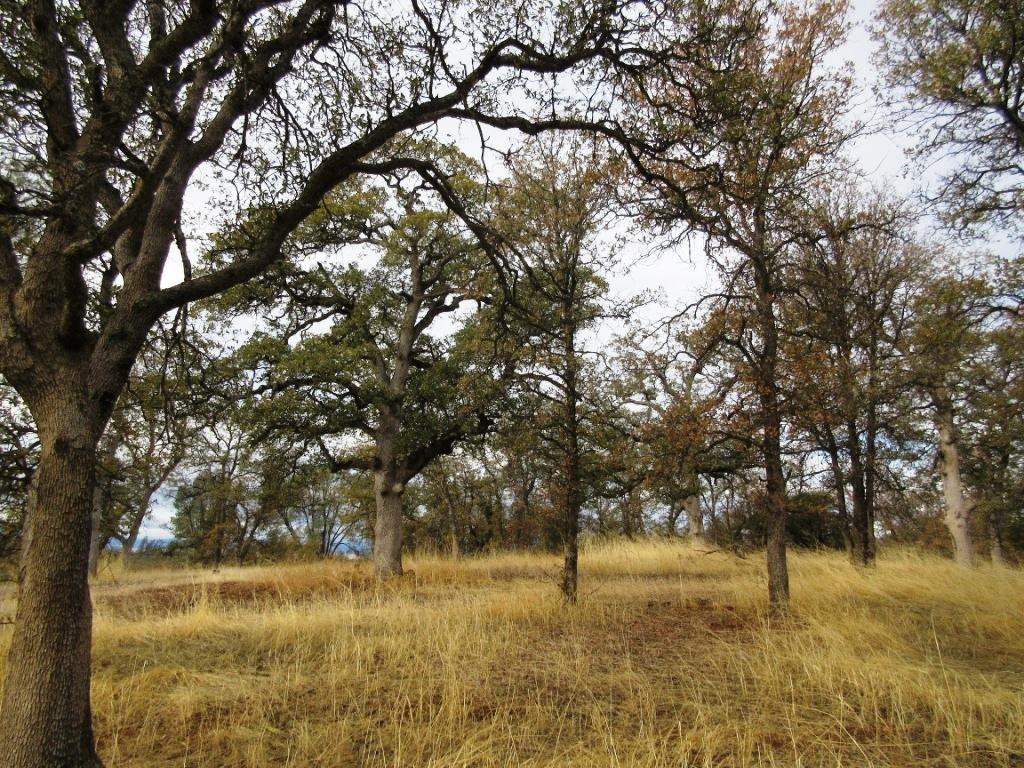 Two Two Feathers Road Cottonwood, CA 96022 - Photo 10 of 21 IMG_1265
