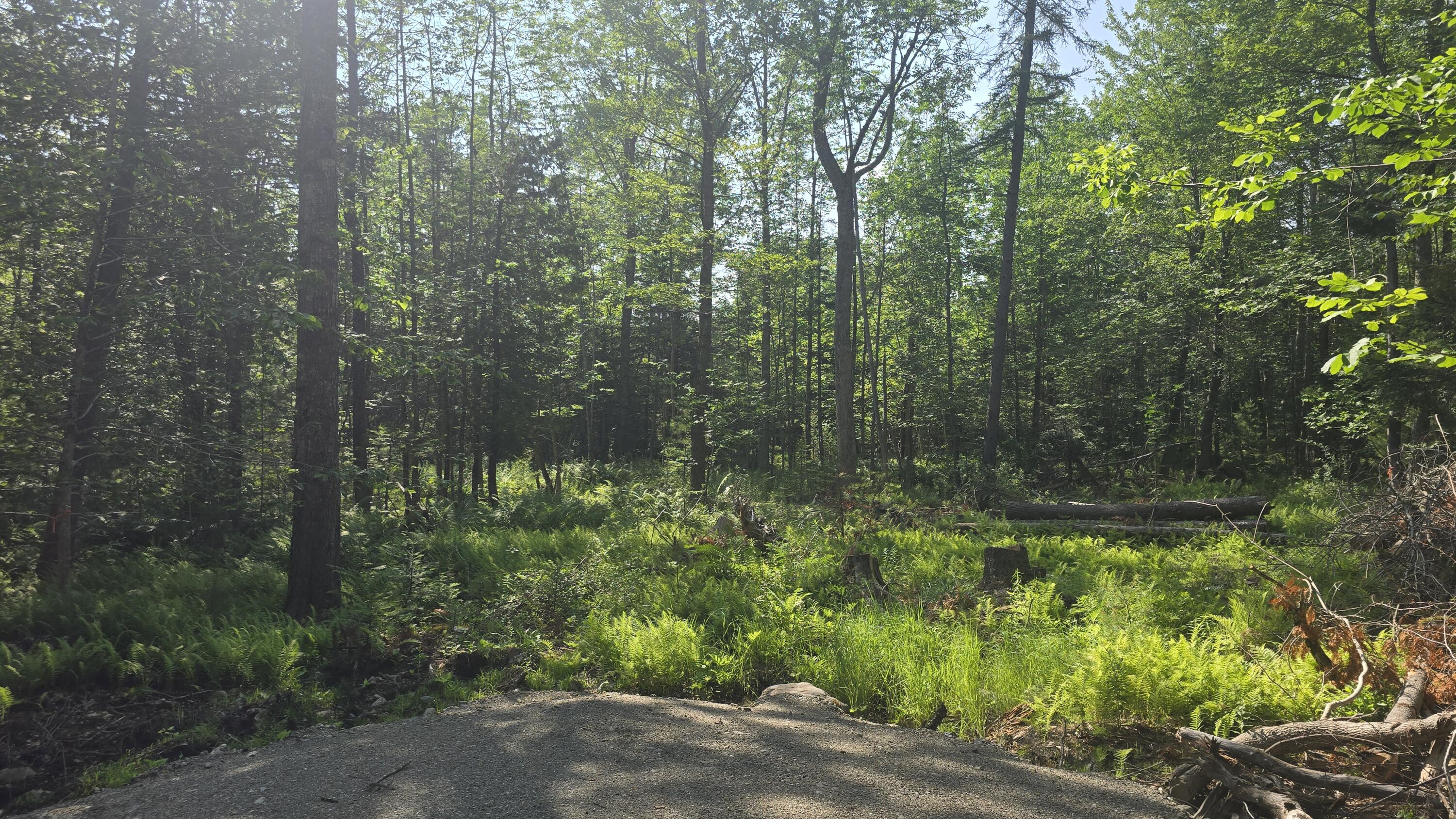 Lot 58 Camden Road Lincolnville, ME 04849 - Photo 5 of 8